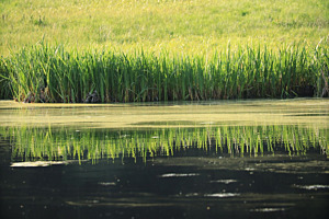 am Wasser