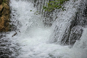 Areusefluss