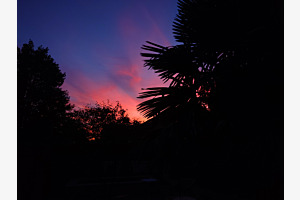 Sonnenuntergang unter heimischen Palmen 
