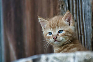 Chat alors.... Chat alors....