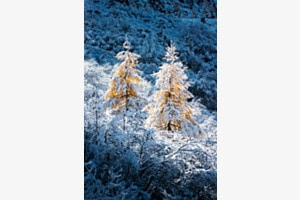 Lärchen im Schnee