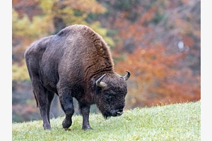 Wisent