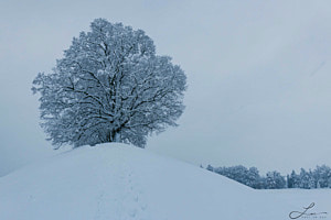 Strättligbaum