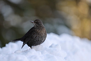 Wer ist die schönste Amseldame im ganzen Winterland?