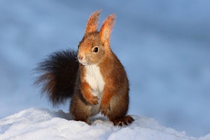 Eichhörnchen im Winterwunderland