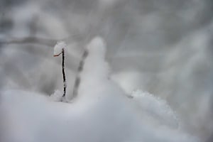 Verschneit