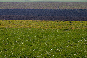 im Feld