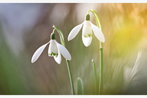 Zwei Schneeglöckchen im Frühlingslicht Zwei Schneeglöckchen im Frühlingslicht