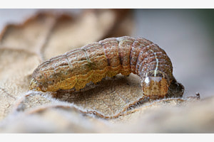 Raupe der Baja-Bodeneule Raupe der Baja-Bodeneule