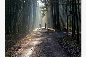 Waldlauf