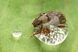 Rüsselkäfer im Kugelbad