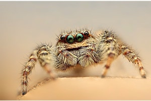 Auge in Auge mit einer Springspinne