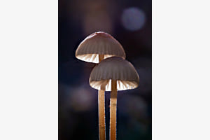Pilze leuchten im dunklen Wald