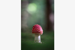 Roter Farbtupfer im Wald