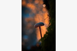 Im herbstlichen Wald