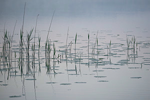 Frühmorgens am Seeufer