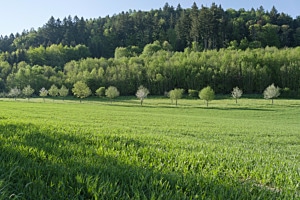 Grüntöne