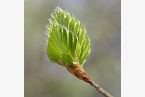 Junges Buchenblatt