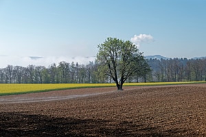 Rapsfeld