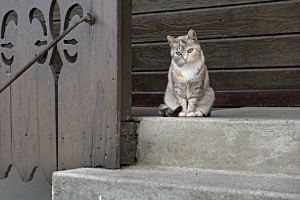 Hauskatze