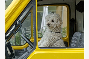 Hunde-Steuer