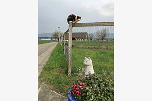 Katzenbegegnung