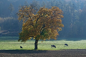 Nussbaum