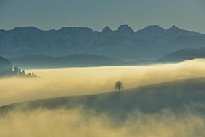 Solitär Baum 