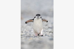 Walking