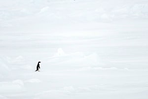 Adelie Penguin