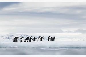 On the ice