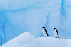 Party of Two in Blue Ice