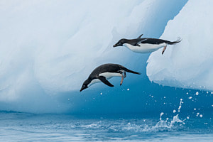 The Polar Plunge