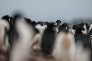 Bokeh Fun with Adelie Penguins I