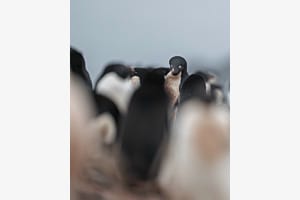 Bokeh Fun with Adelie Penguins II