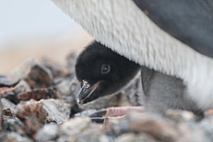 Adelie Penguin Chick