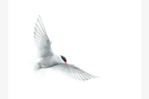 Antarctic Tern