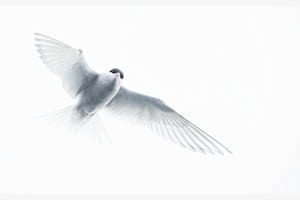Antarctic Tern