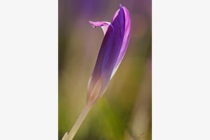 Krokus