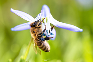 Bienenzauber im Frühling