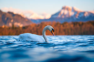 Höckerschwan beim Abendschwumm Höckerschwan beim Abendschwumm