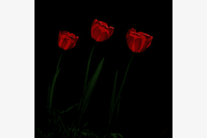 Tulpen