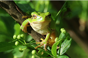 Frosch 
