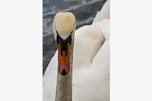 Main character of Swan Lake
