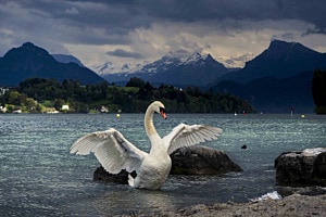 Preparing for Swan Lake