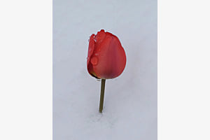 Tulpe im Schnee red and white 