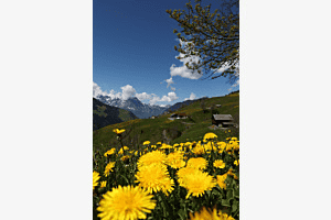 Bergfrühling