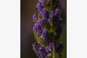 Lavendel