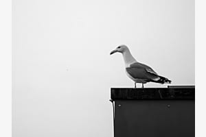 Seagull in the Länggasse