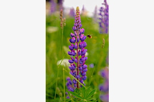 Natur pur